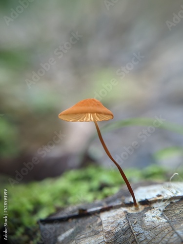 Marasmius siccus, or orange pinwheel, is a small citrus mushroom of the genus Marasmius, with a 