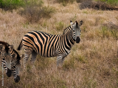 Zebra herd in the savanna. South Africa
