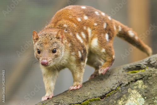 Close Up of a Spotted Quoll