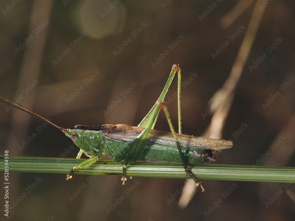 grasshopper on the grass grasshopper on the grass