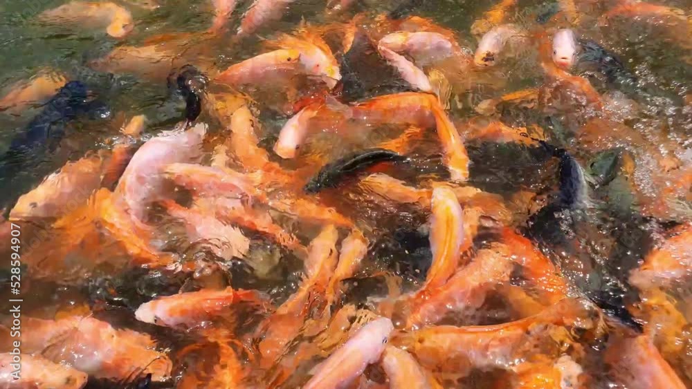 Tilapia fish farming on my farm Tilapia fish farming on my farm