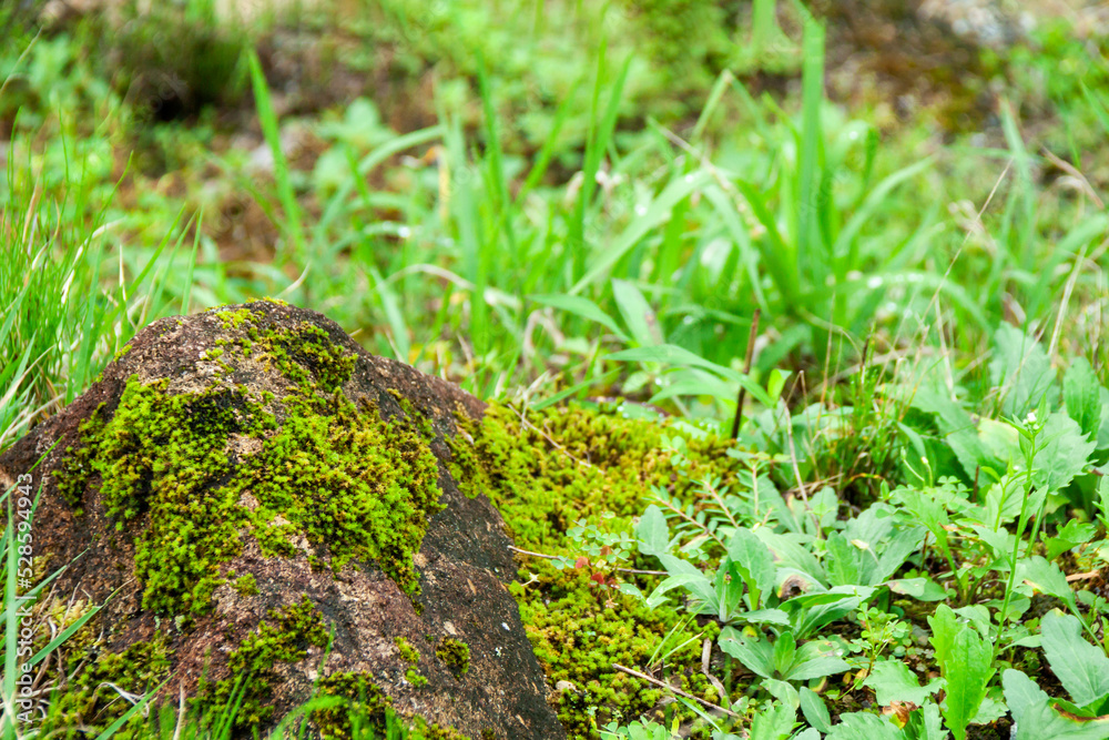 苔むした岩 苔むした岩