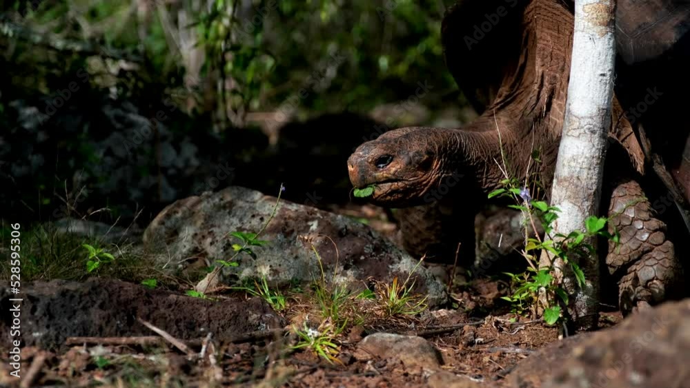 San Cristóbal Giant-Tortoise Eating On Its Habitat In San Cristobal Island, Galapagos Islands, Ecuador. Closeup San Cristóbal Giant-Tortoise Eating On Its Habitat In San Cristobal Island, Galapagos Islands, Ecuador. Closeup