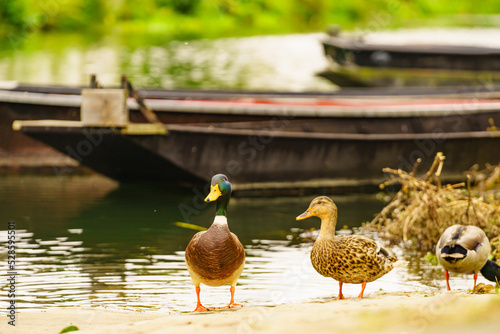 Wild drake and aduck at riverbank photo