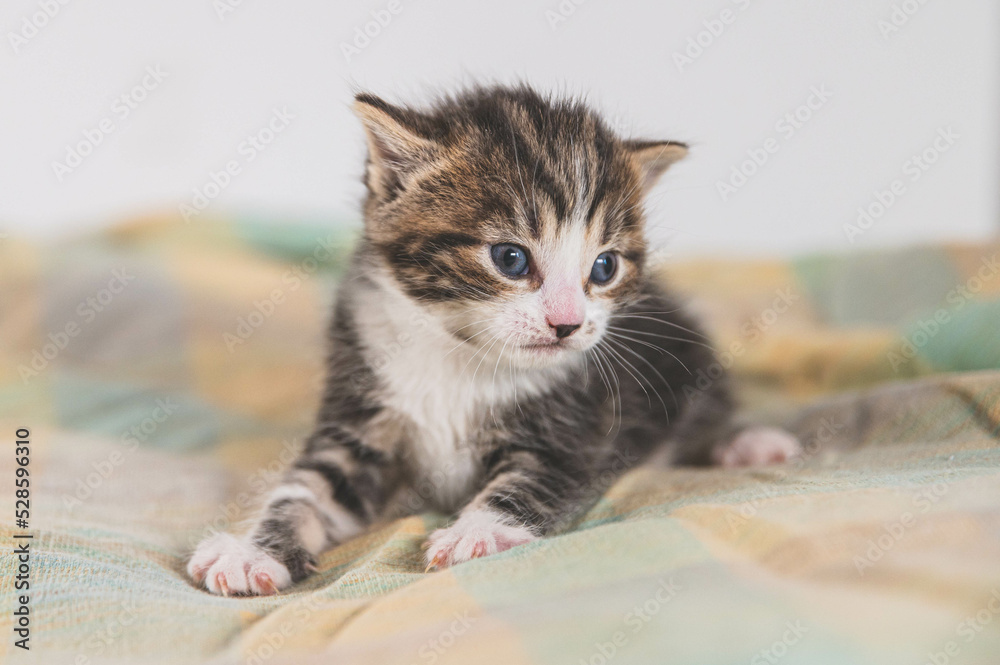 Small female kitten Small female kitten