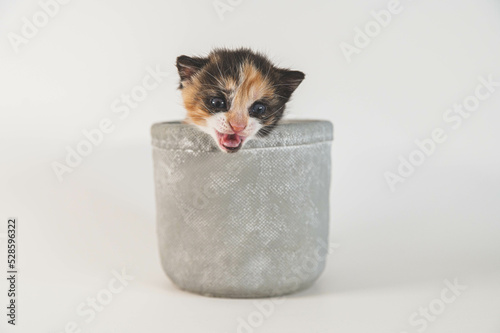 Small kitten in a white/gray background