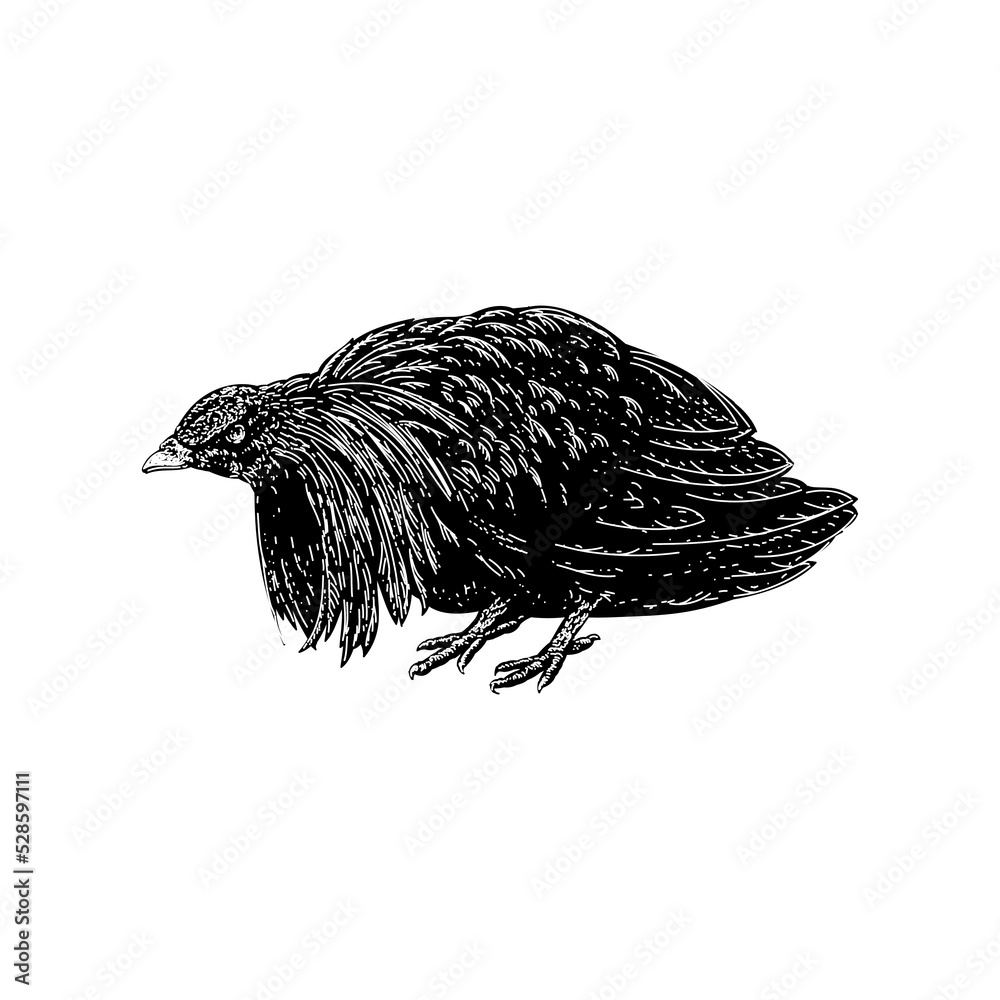 Fototapeta premium Nicobar pigeon hand drawing vector illustration isolated on background