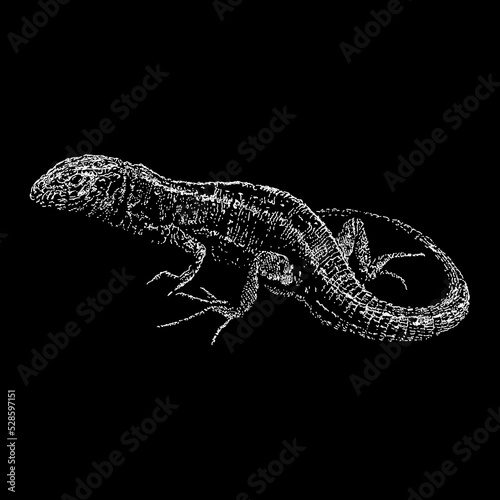 Sand Lizard hand drawing vector illustration isolated on black background