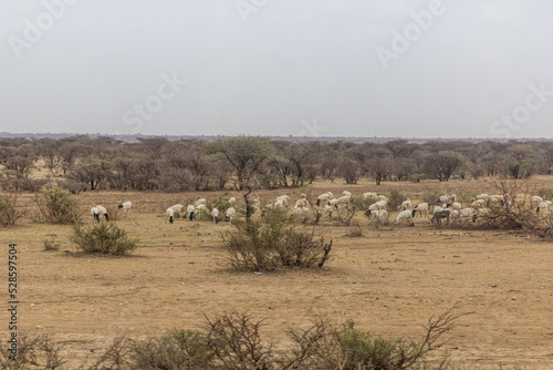 Herd of sheep in the eastern Ethiopia near Jijiga