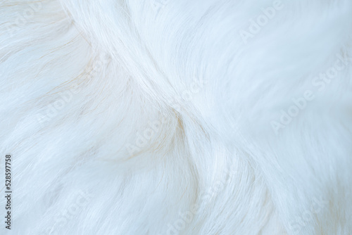 white fur texture close-up beautiful abstract feather background
