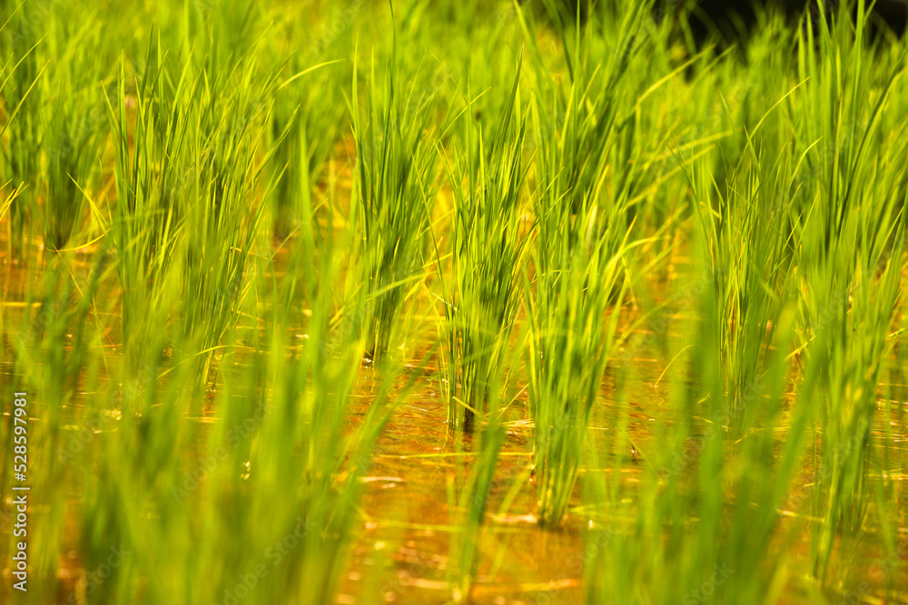 Close up of green rice plants in the water with natural daylight.