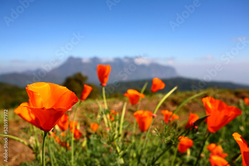 A picture of orange poppies with blurred mountains and blue sky in the background.  The concept of fresh flowers with copy space from north of Thailand.