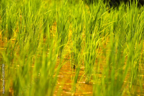 Close up of green rice plants in the water with natural daylight.