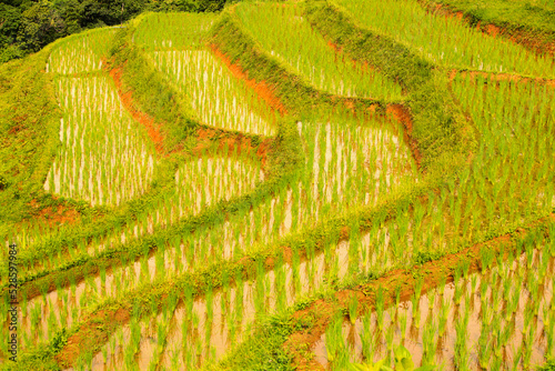 Textured of step rice fields with young rice plants in water from Thailand.