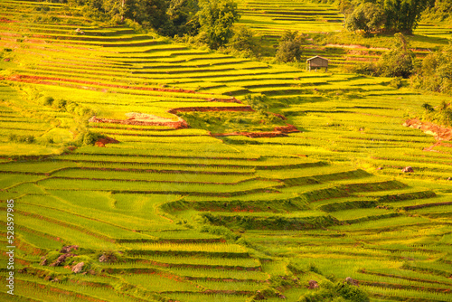 The scenery of steps rice fields in the valley  in natural daylight.