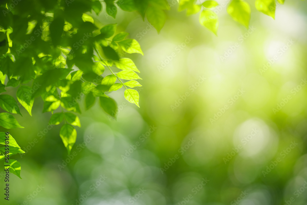 Closeup of beautiful nature view green leaf on blurred greenery background in garden with copy space using as background wallpaper page concept.i Closeup of beautiful nature view green leaf on blurred greenery background in garden with copy space using as background wallpaper page concept.i