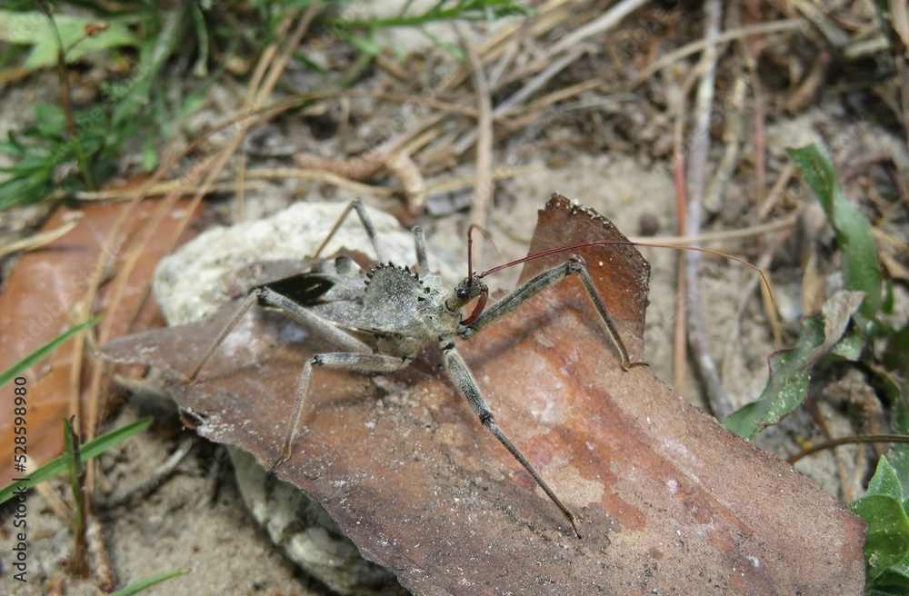 Arilus Cristatus beetle on ground in Florida wild, closeup Arilus Cristatus beetle on ground in Florida wild, closeup