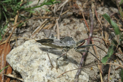 Arilus Cristatus bug on stone in Florida wild, closeup