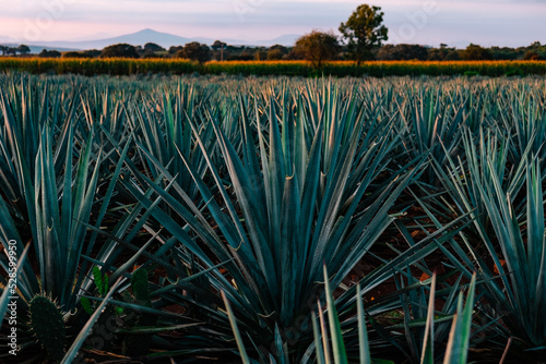 blue agave fields in Jalisco at sunset to prepare tequila  mezcal 