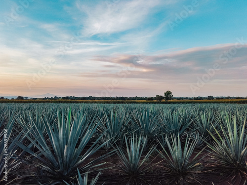 blue agave fields in Jalisco at sunset to prepare tequila, mezcal,