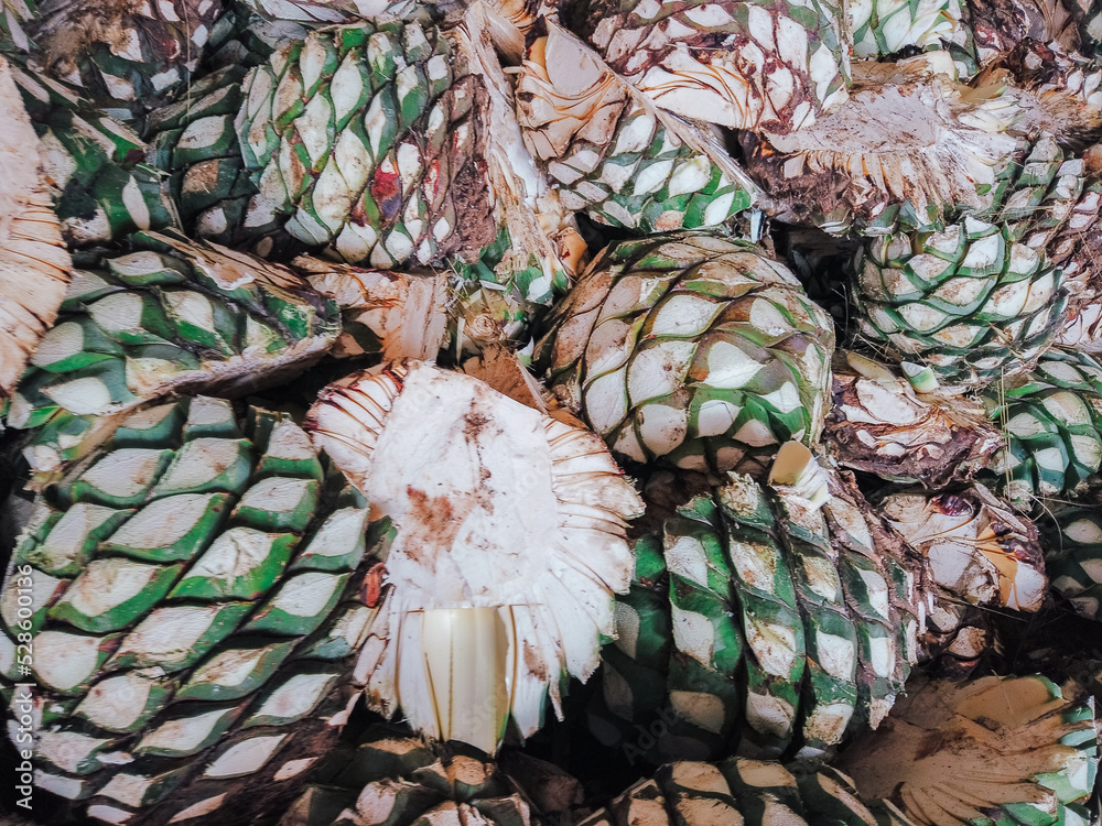 Obraz premium blue agave fields in Jalisco at sunset to prepare tequila, mezcal,