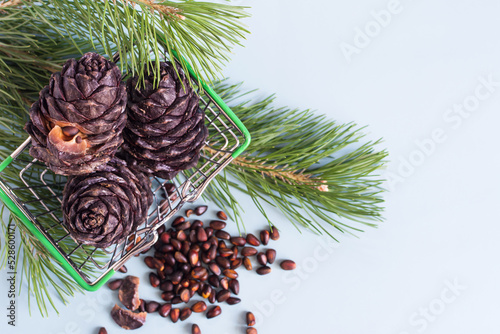 Flatley cedar cones, green branches with needles and pine nuts on a colored background.