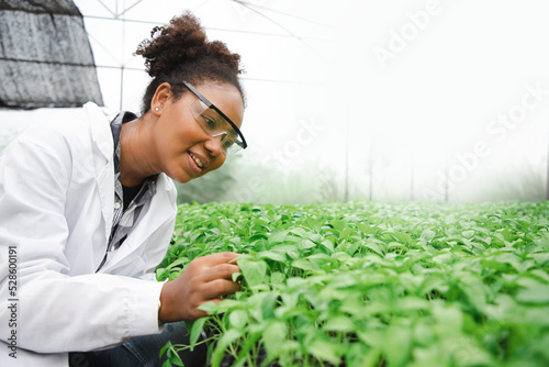 Diversity biology woman farmer check and inspection quality of young vegetables in organic farm. Concept of agriculture and building a green house for seedlings.
