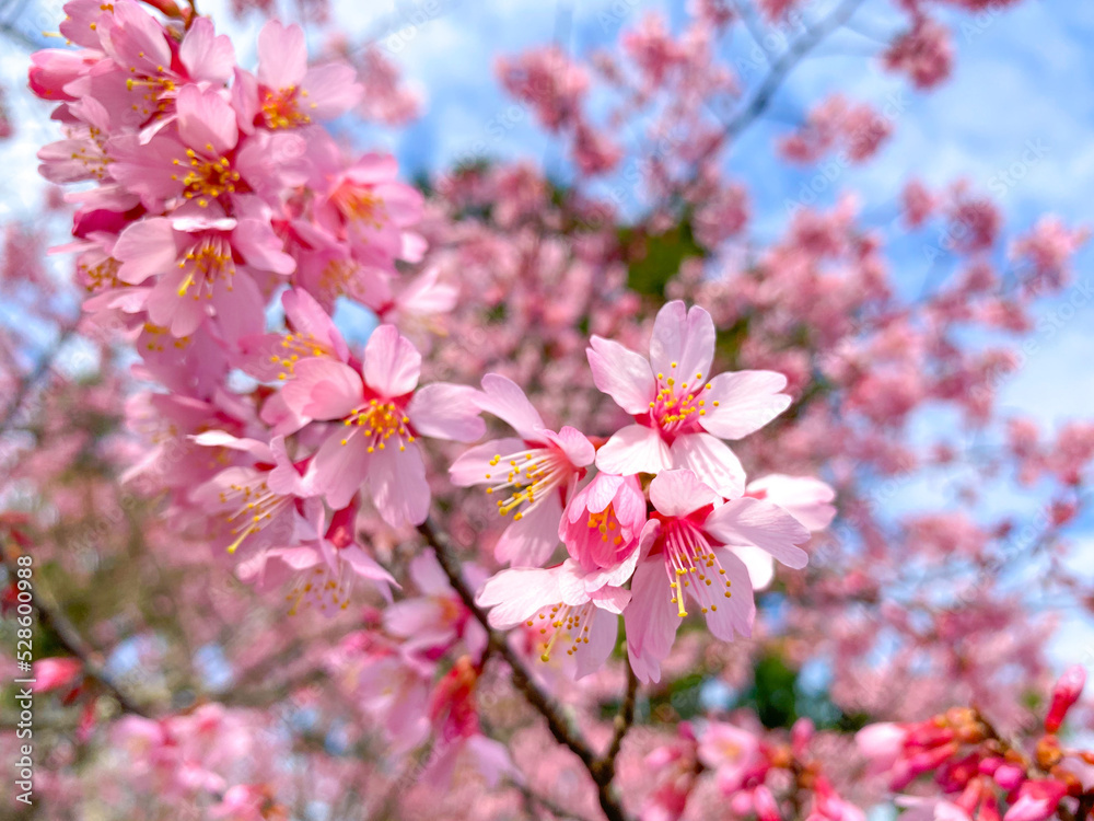 オカメザクラ サクラ 桜 オカメザクラ サクラ 桜