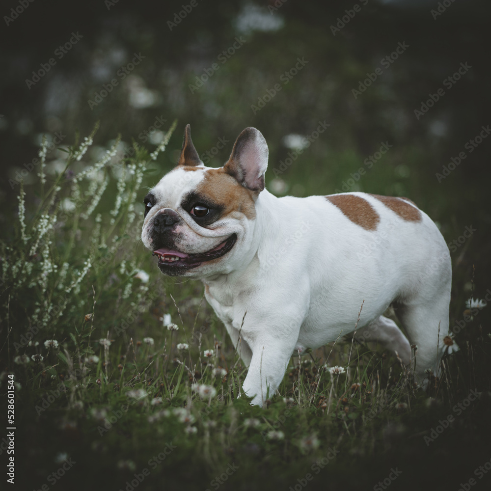 Spotted French bulldog sits in a meadow surrounded by white chamomile flowers