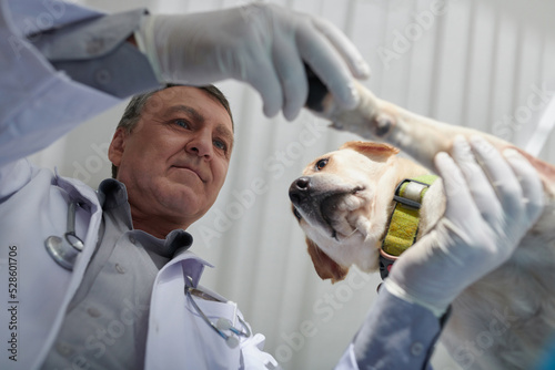 Veterinarian Checking Paws of Dog