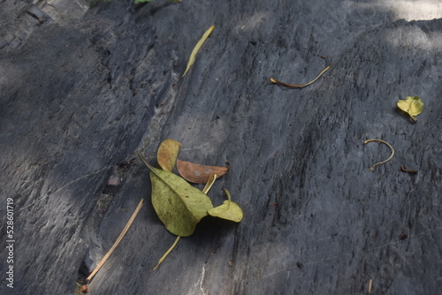 hojas en la piedra