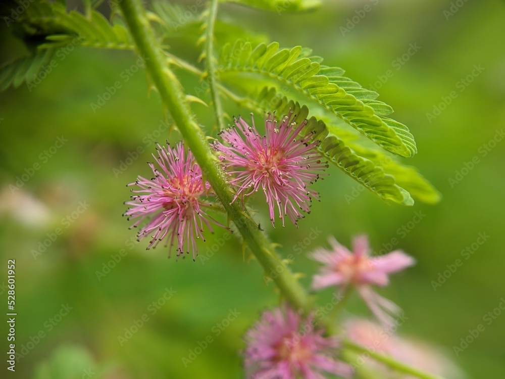 Mimosa pudica flower with pink color in the morning, macro photography, selected focus Mimosa pudica flower with pink color in the morning, macro photography, selected focus