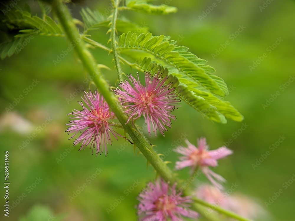 Mimosa pudica flower with pink color in the morning, macro photography, selected focus Mimosa pudica flower with pink color in the morning, macro photography, selected focus