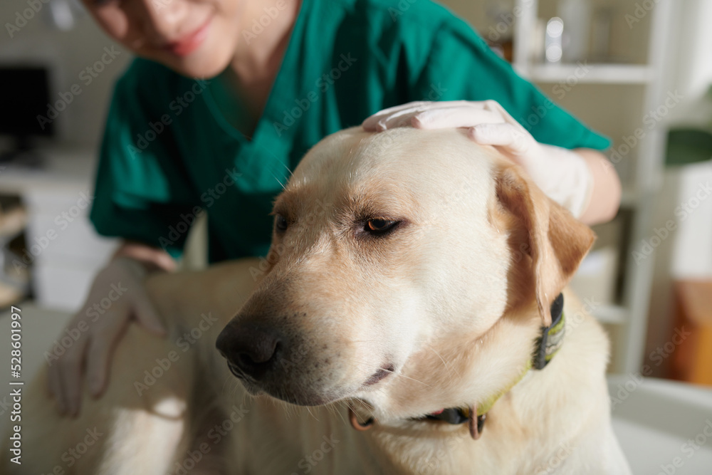 Nurse Patting Labrador Dog