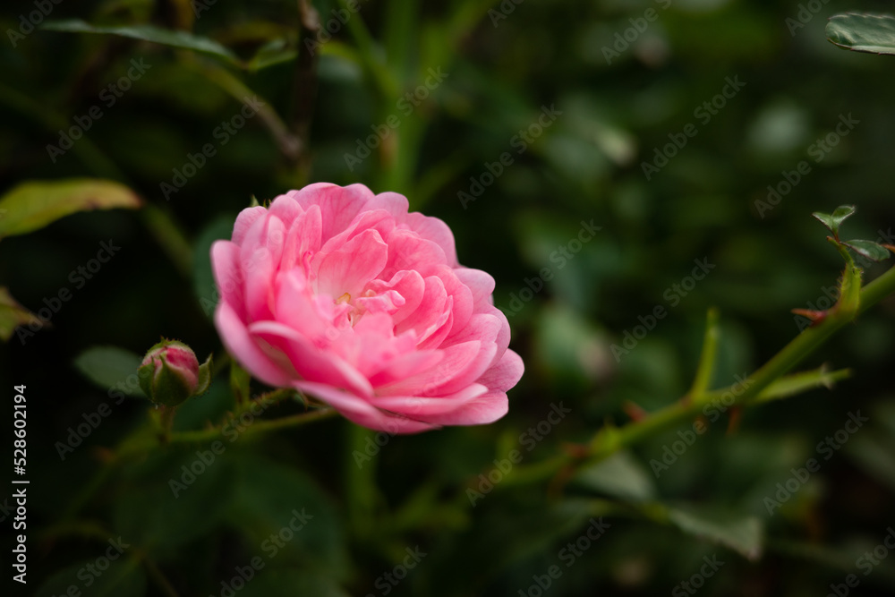 Różowy kwiat