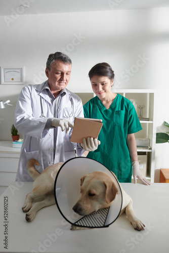 Fototapeta Naklejka Na Ścianę i Meble -  Checking Medical Card of Dog