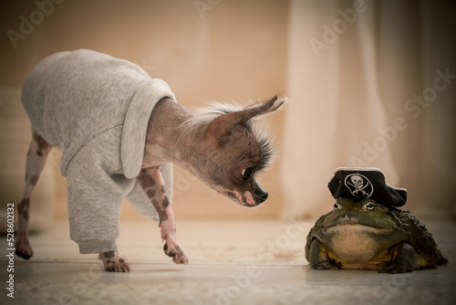 Peruvian hairless and chihuahua mix dog with african bullfrog in a pirate hat