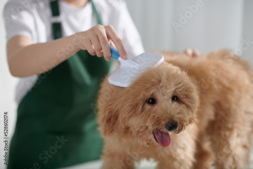 Fototapeta Naklejka Na Ścianę i Meble -  Groomer Brushing Small Dog