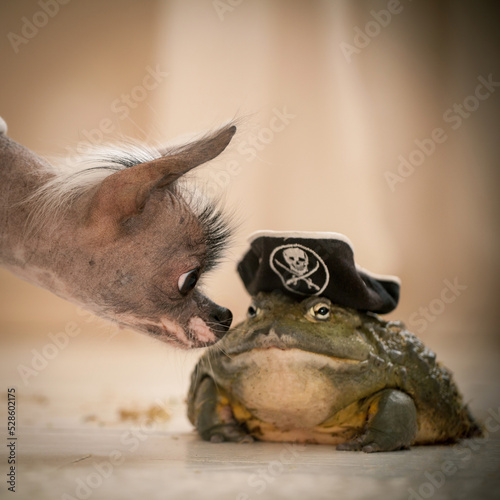Peruvian hairless and chihuahua mix dog with african bullfrog in a pirate hat © Farinoza