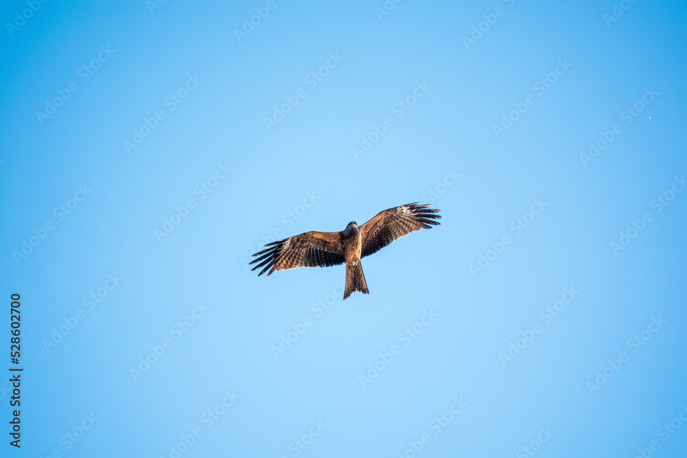 The bird of prey Black Kite flying in blue Sky