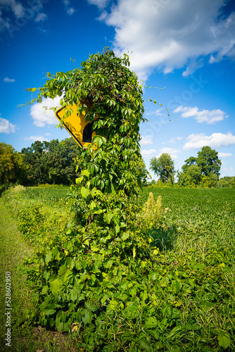 greenery covered road sign and field