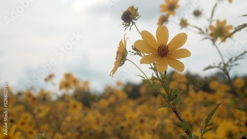 Yellow Tickseed Flower Against Sky