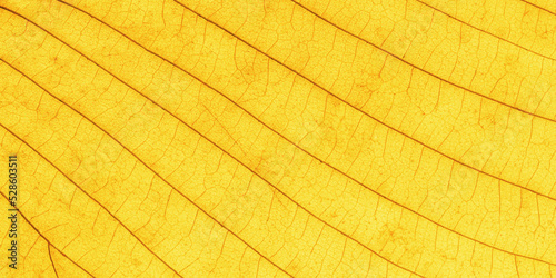 Macro photo of autumn yellow alder leaf natural texture as natural background. Fall colored yellow leaves texture close up with veins, autumnal foliage, beauty of nature. Botanical design banner