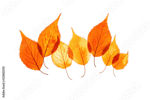 Autumn leaves yellow orange colored isolated on white background. Natural fallen autumn leaf of elderberry as decorative elements  serrated foliage  row from seasonal leaves  cutout object