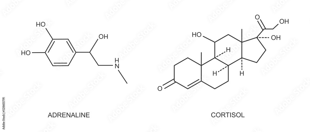 Cortisol and adrenaline outline icons. Stress related hormones produced by adrenal glands. Hydrocortisone and epinephrine molecular structure isolated on white background. Vector graphic illustration Cortisol and adrenaline outline icons. Stress related hormones produced by adrenal glands. Hydrocortisone and epinephrine molecular structure isolated on white background. Vector graphic illustration