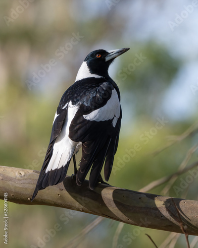 Australian magpie (Gymnorhina tibicen) portrait, Sydney, Australia photo