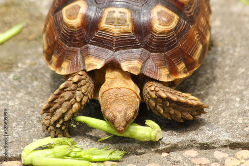 Sulcata Tortoise The African Spurred Tortoise photo