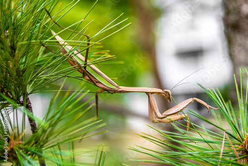 Mantis on the pine branch