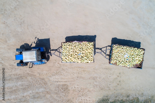 Tractor transports two carts filled with melons photo