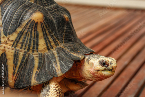 Radiated Tortoise Head Astrochelys Radiata photo